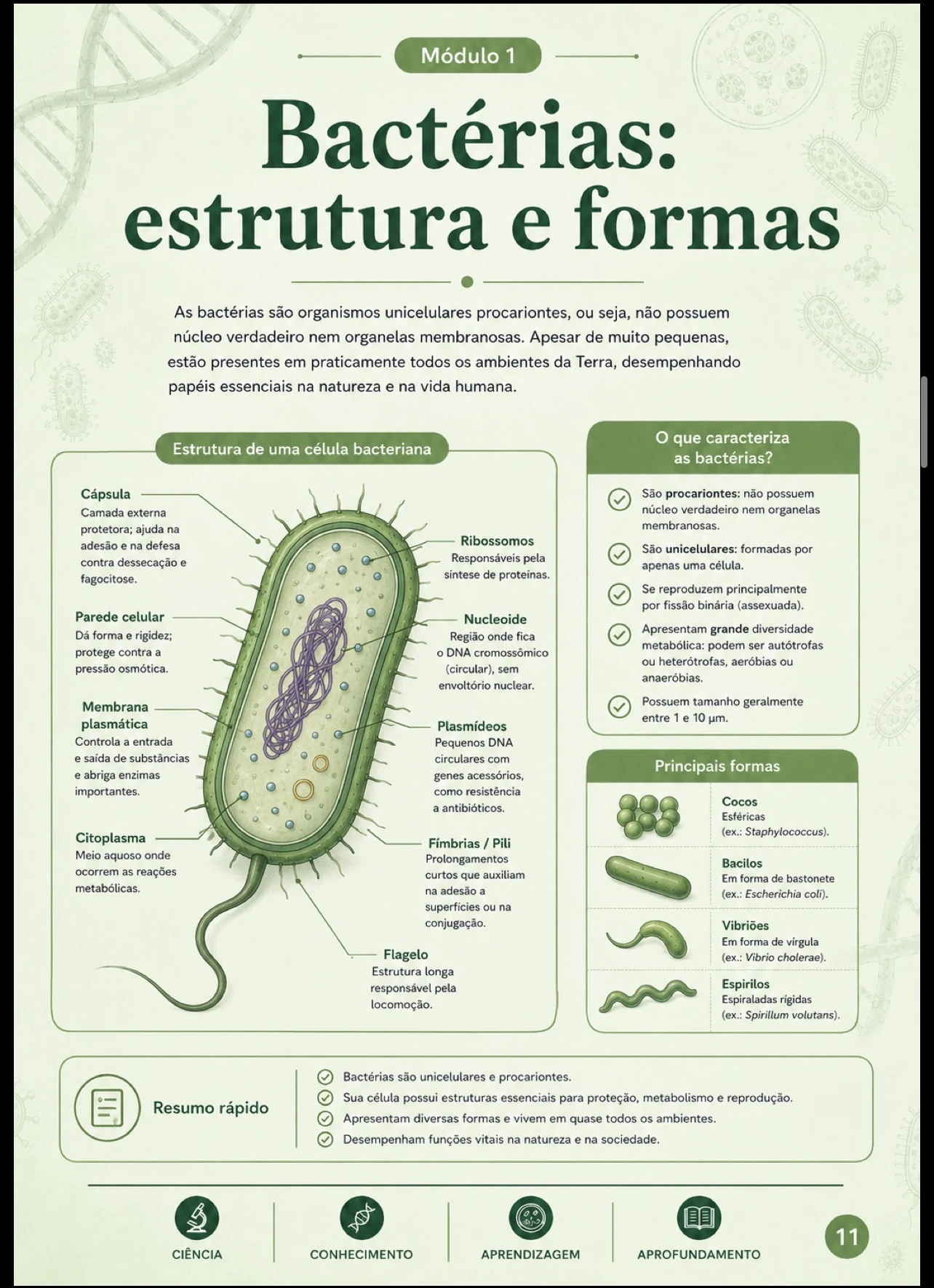 Bactérias: estrutura e formas