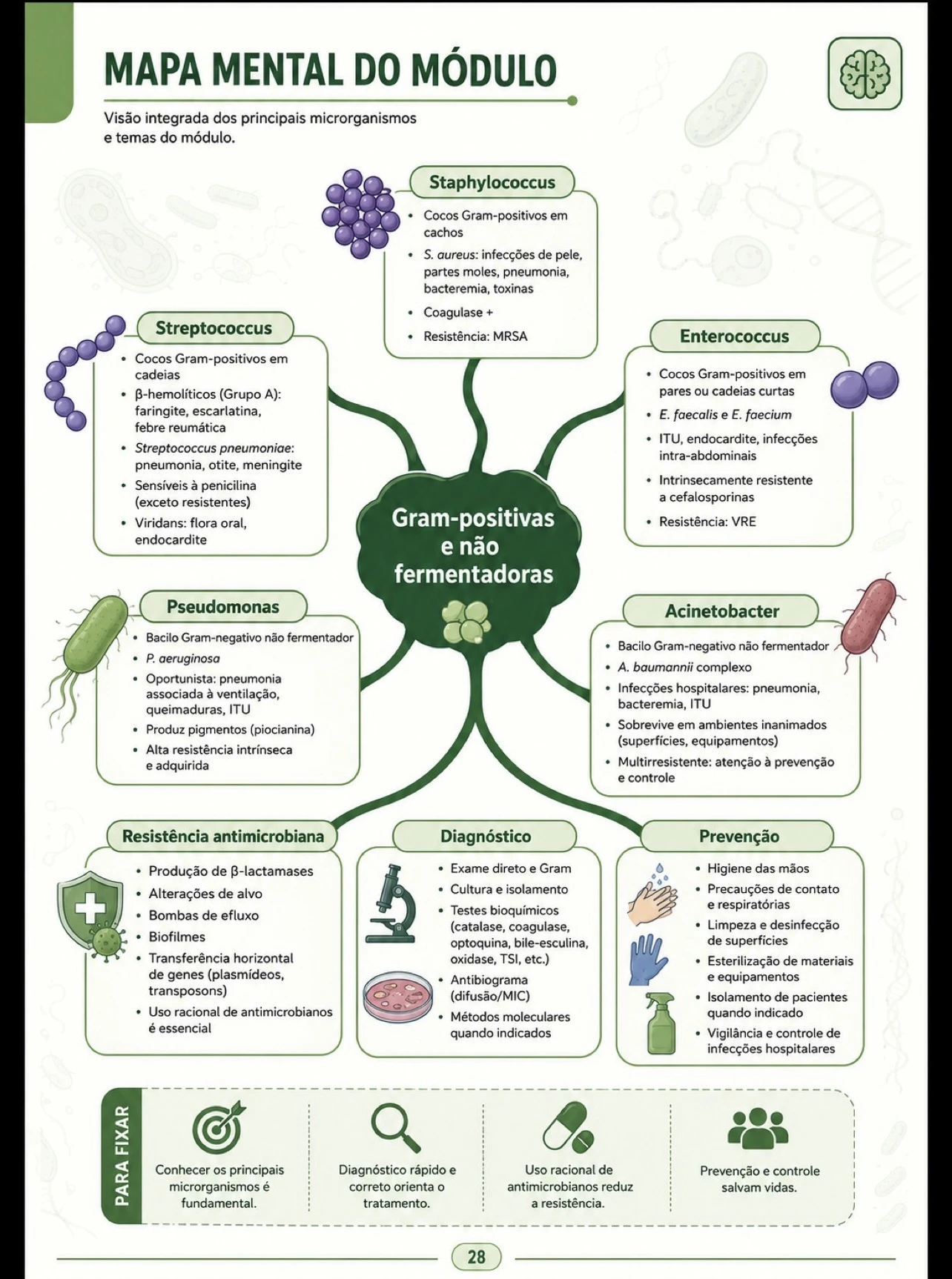 Mapa mental: Gram-positivas