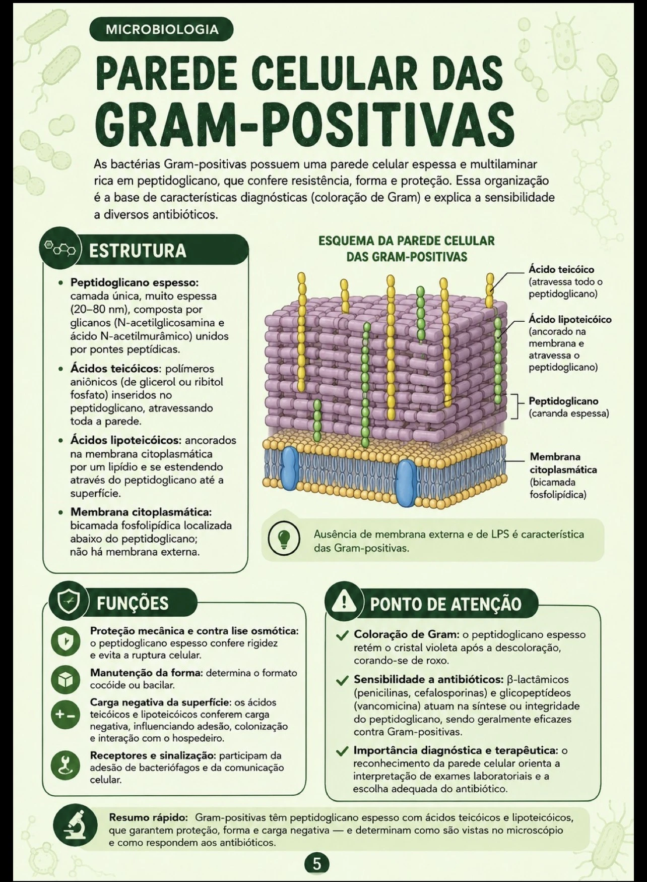Parede celular Gram-positiva