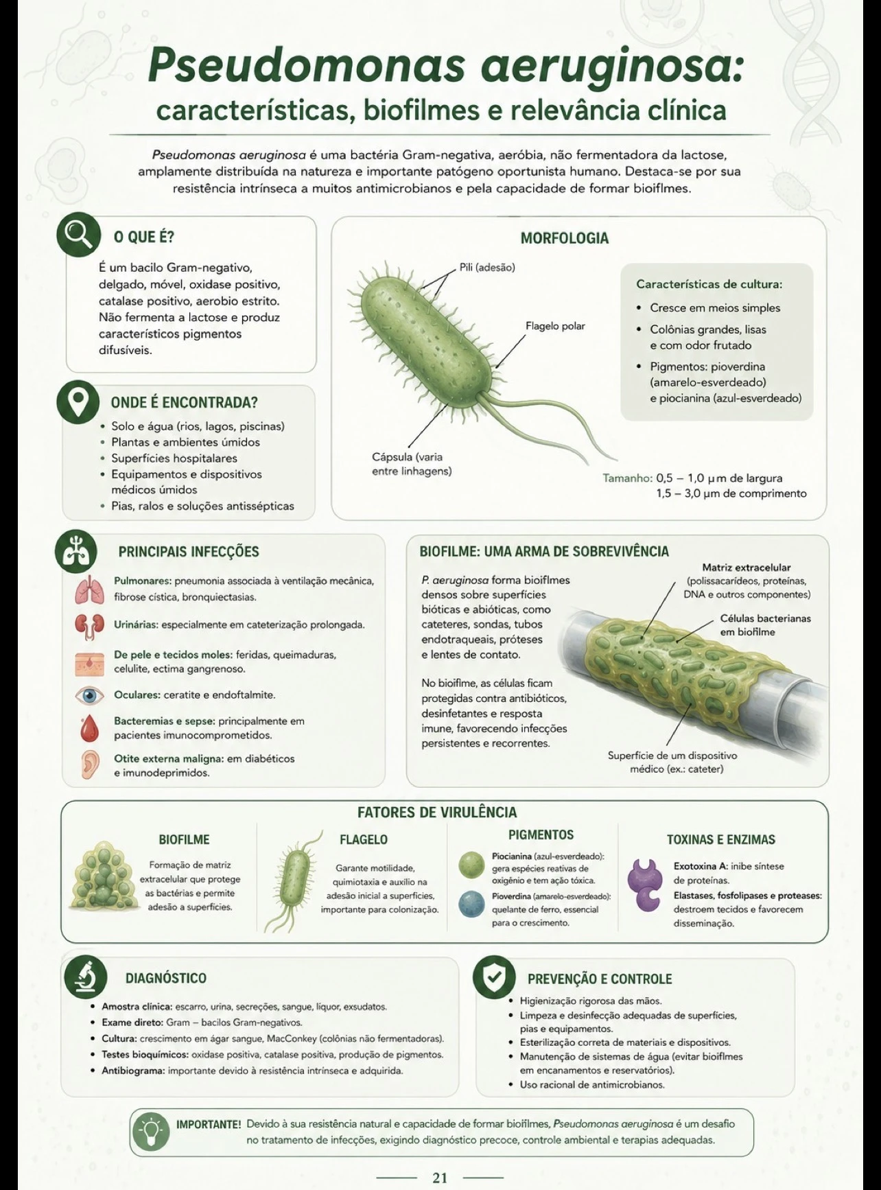 Pseudomonas aeruginosa